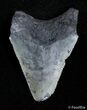 Inch Megalodon Tooth #2816-1